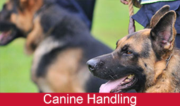 canine handling